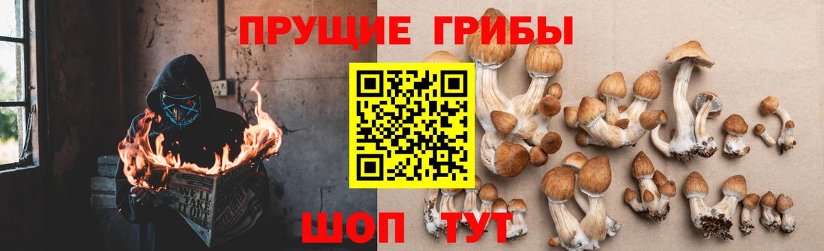 Звенигород  Псилоцибиновые грибы мицелий  Вход с VPN 
